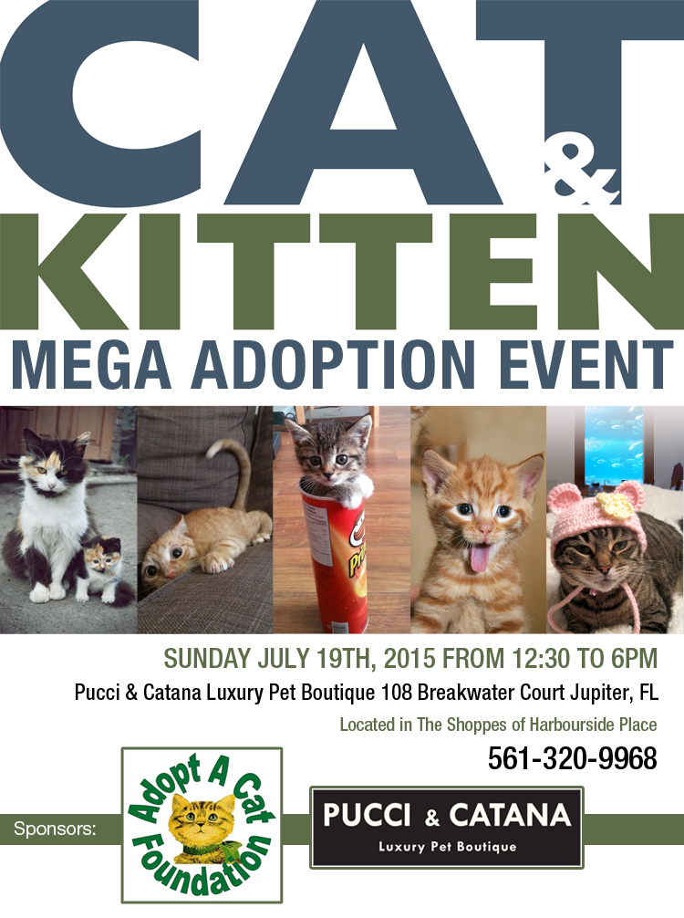 Cat Kitten Mega Adoption Event Harbourside Place