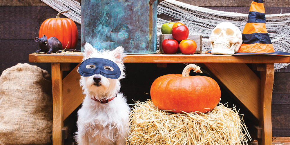 Harbourside-Place-Canine-Costume